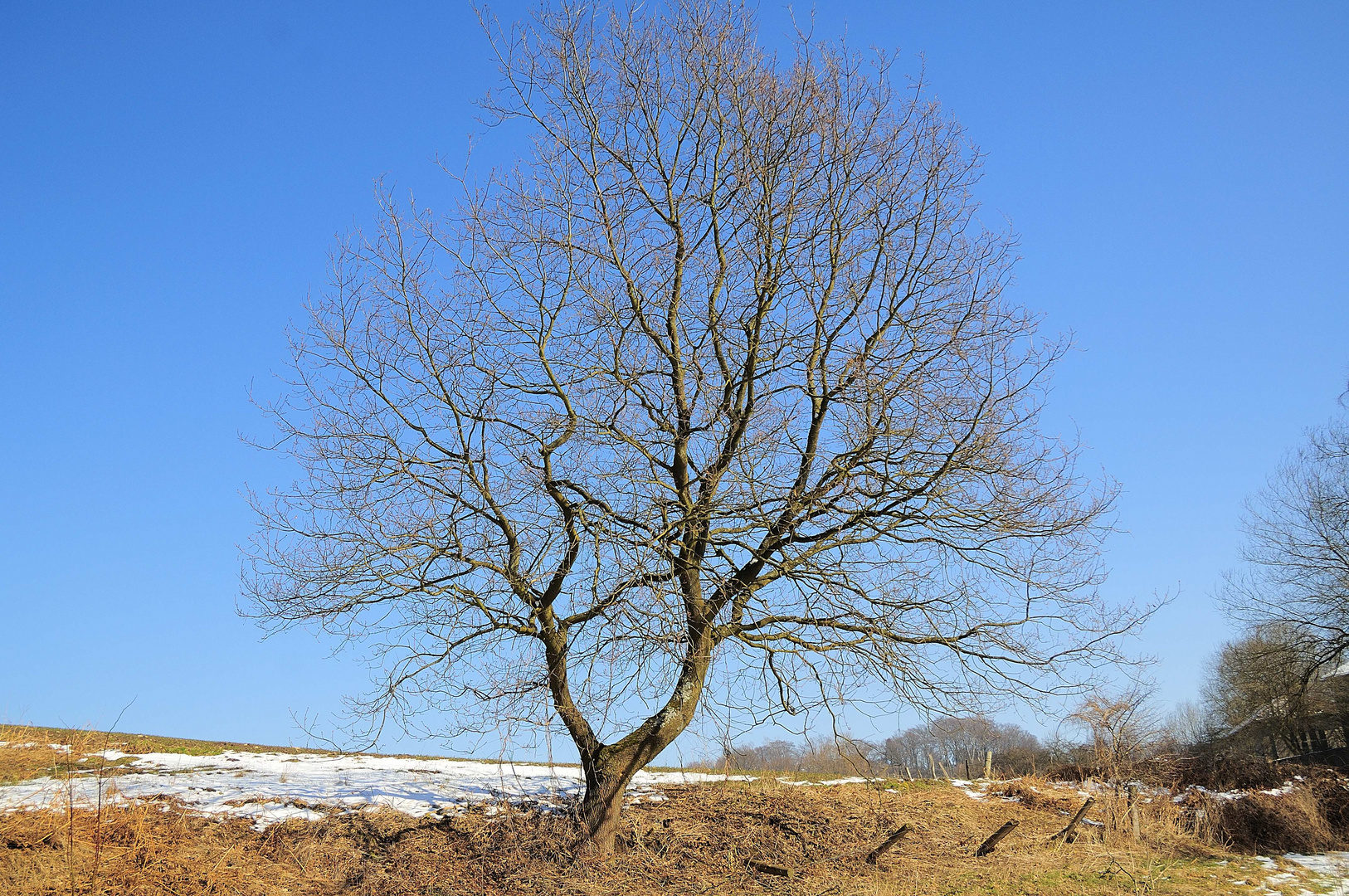 Blue Sky with Tree