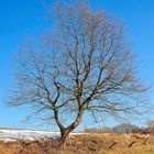 Blue Sky with Tree