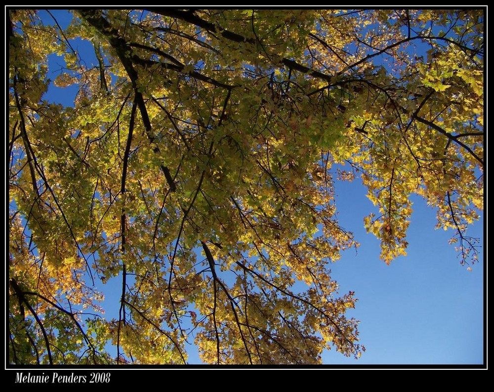 Blue sky & Yellow leaves