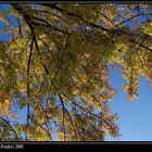 Blue sky & Yellow leaves