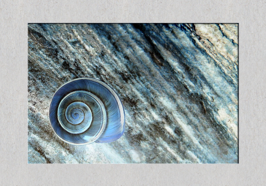 blue snail