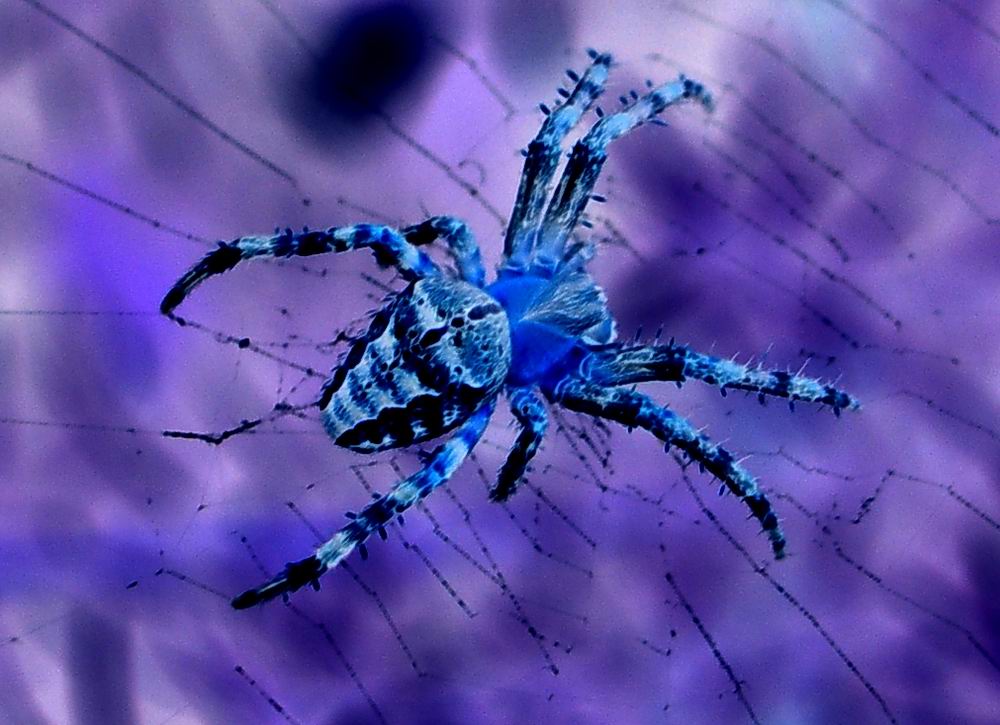 blue spider