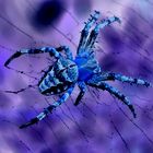 blue spider