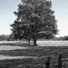 Blue Spirit Collection - No 2. Title : Field View - An old tree and sky in blue tones