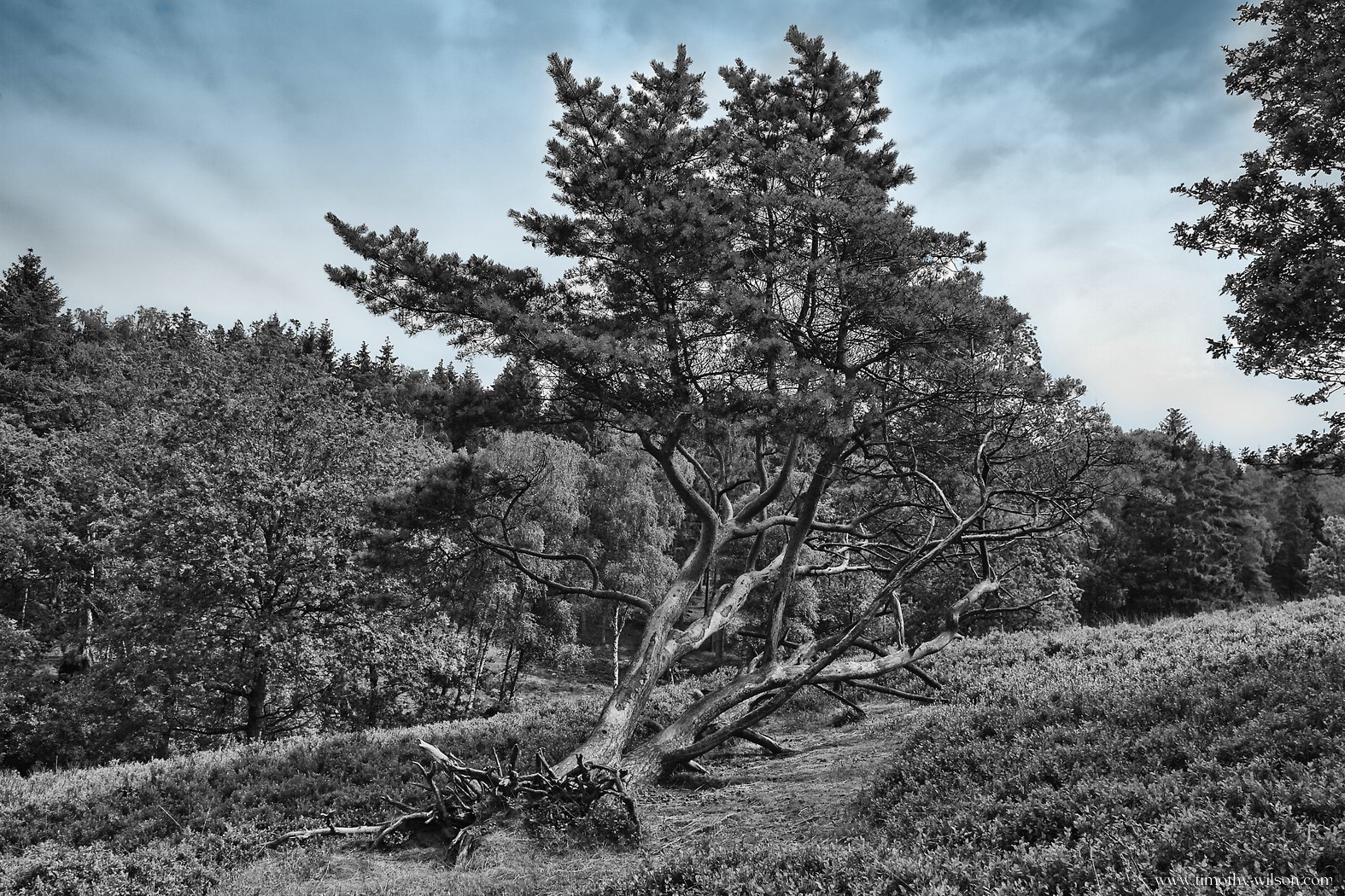 Blue Spirit Collection - No 3. Title : Fallen Giant - An old tree and sky in blue tones