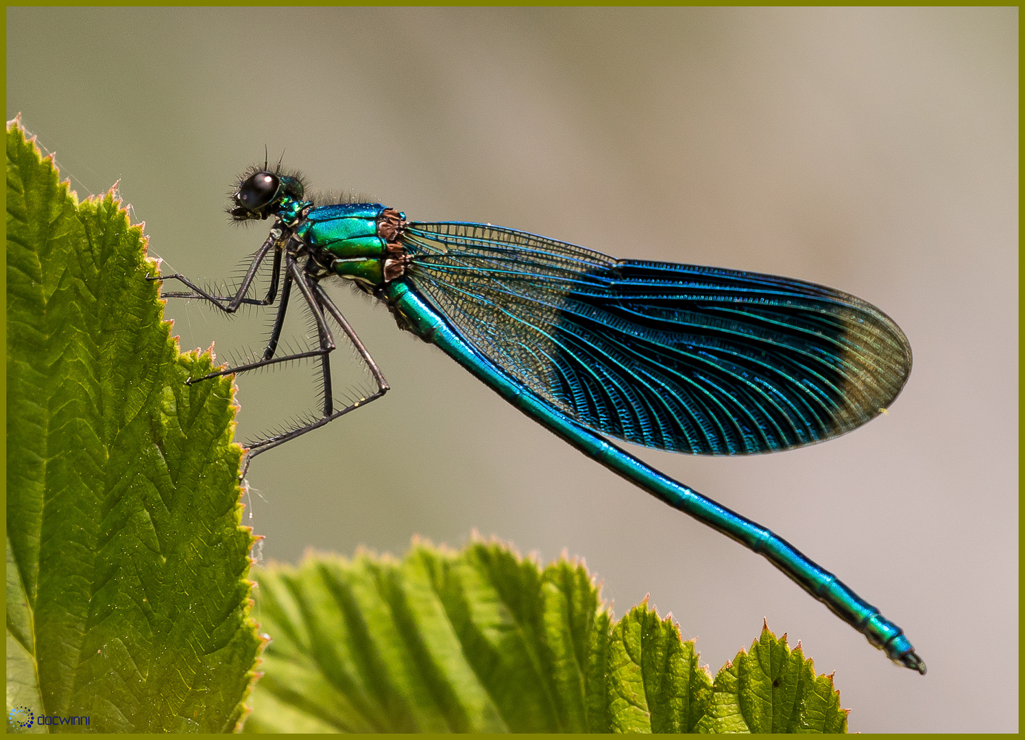 Blue splendor