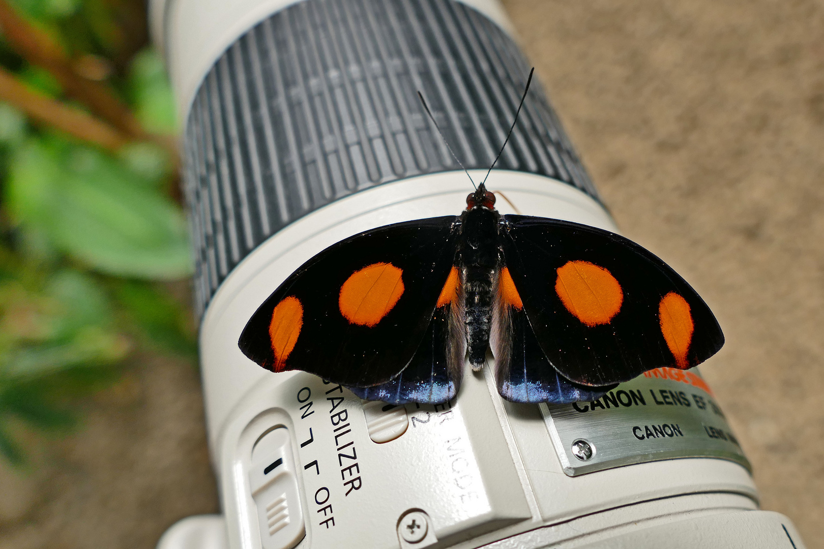 BLUE SPOTTED FIREWING, CATONEPHELE NUMILIA