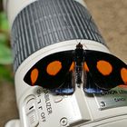 BLUE SPOTTED FIREWING, CATONEPHELE NUMILIA