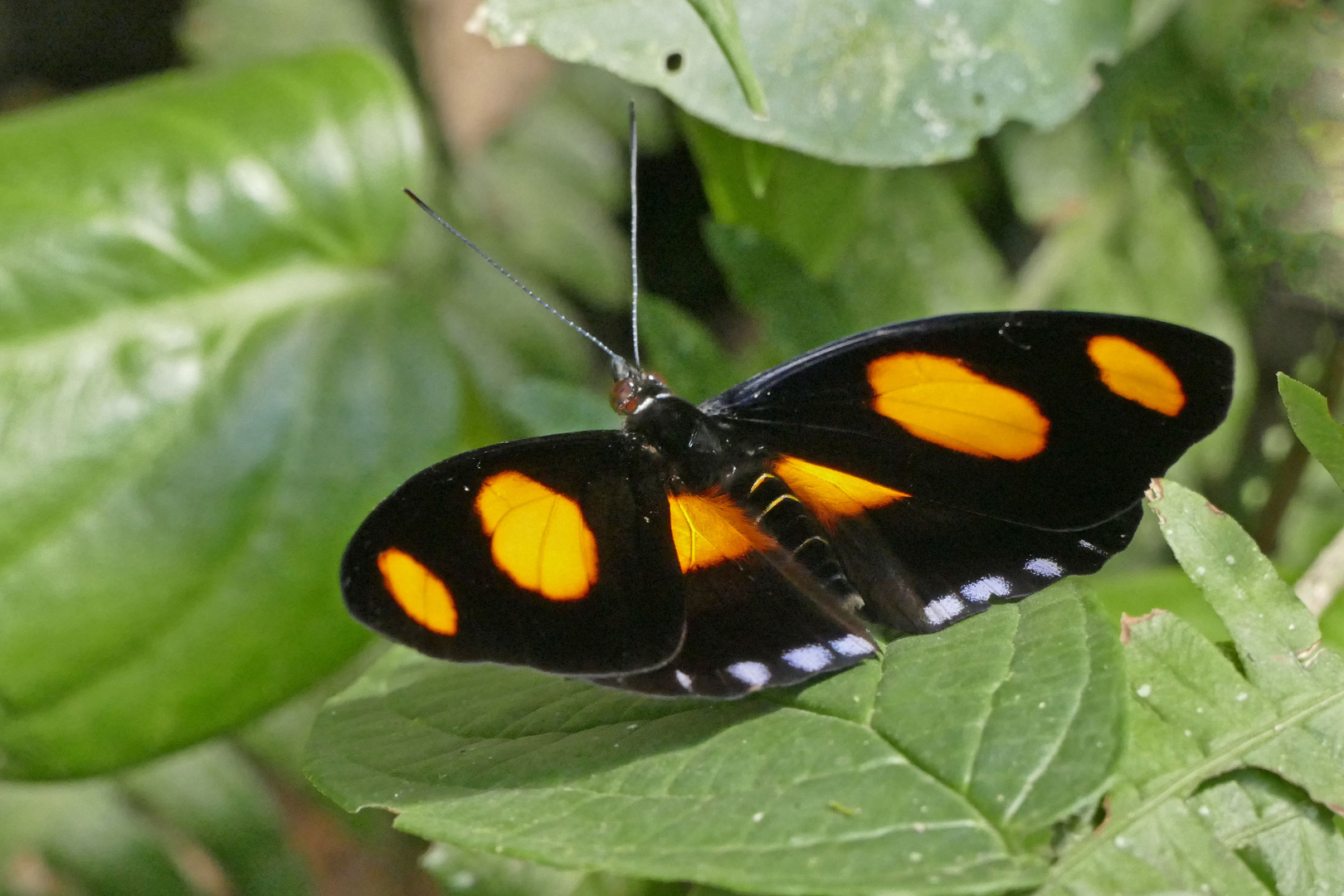 BLUE SPOTTED FIREWING, CATONEPHELE NUMILIA