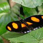 BLUE SPOTTED FIREWING, CATONEPHELE NUMILIA