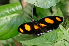 BLUE SPOTTED FIREWING, CATONEPHELE NUMILIA