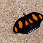 BLUE SPOTTED FIREWING (Catonephele numilia esite)