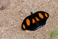 BLUE SPOTTED FIREWING (Catonephele numilia esite)