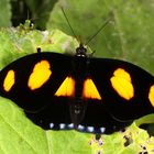 Blue-spotted Firewing (Catonephele numilia numilia)