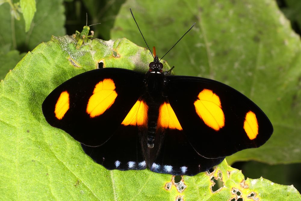 Blue-spotted Firewing (Catonephele numilia numilia)