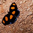 BLUE SPOTTED FIREWING