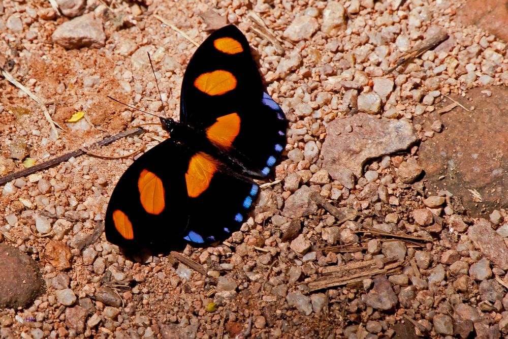 BLUE SPOTTED FIREWING