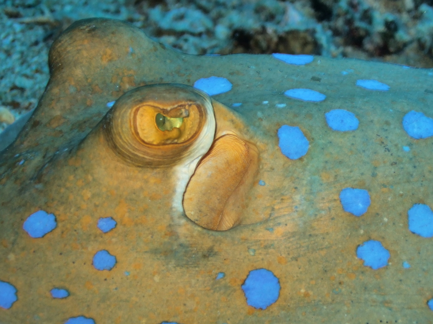 blue spotted ray