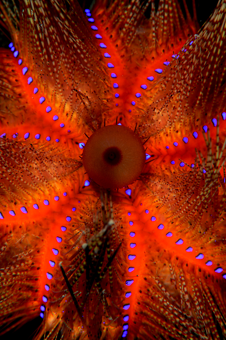 Blue-spotted sea urchin