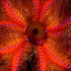 Blue-spotted sea urchin