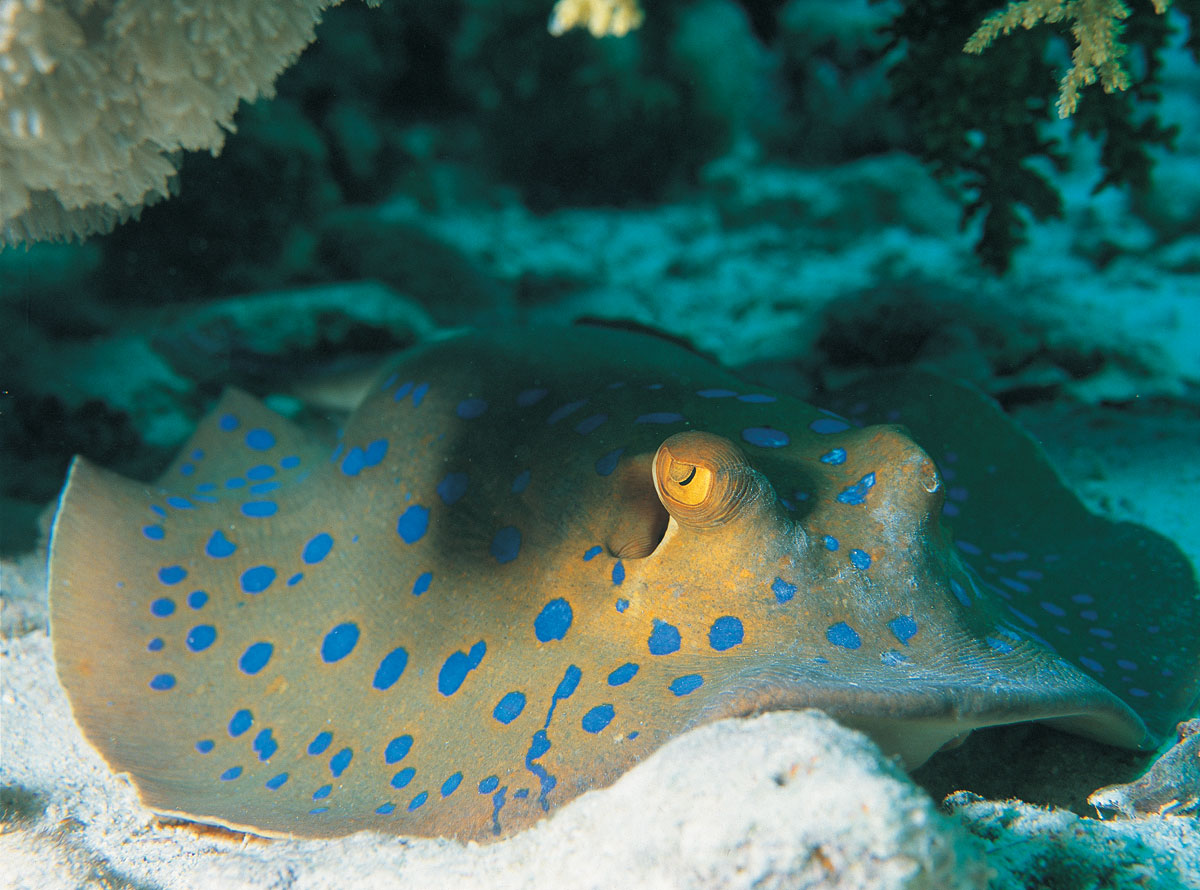 blue spotted stingray