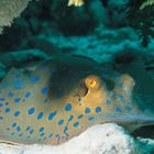 blue spotted stingray