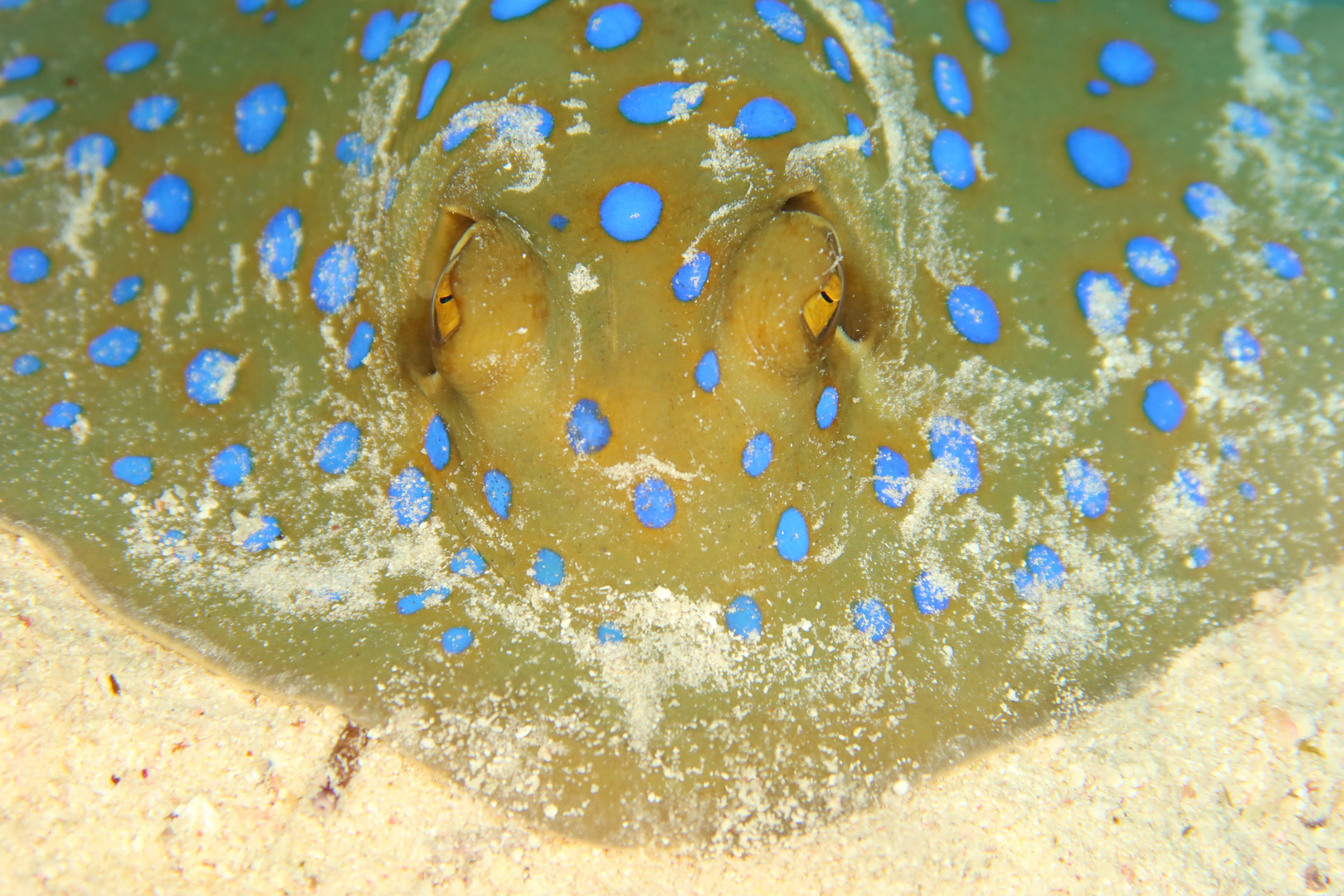 Blue spotted Stingray - Red Sea