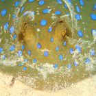 Blue spotted Stingray - Red Sea