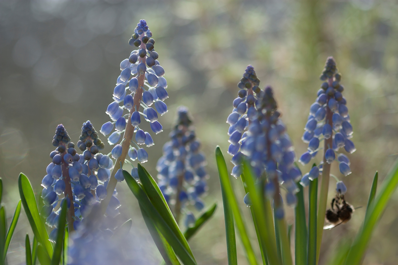 Blue Spring