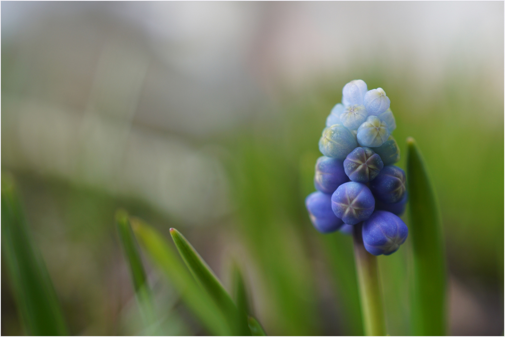 blue spring