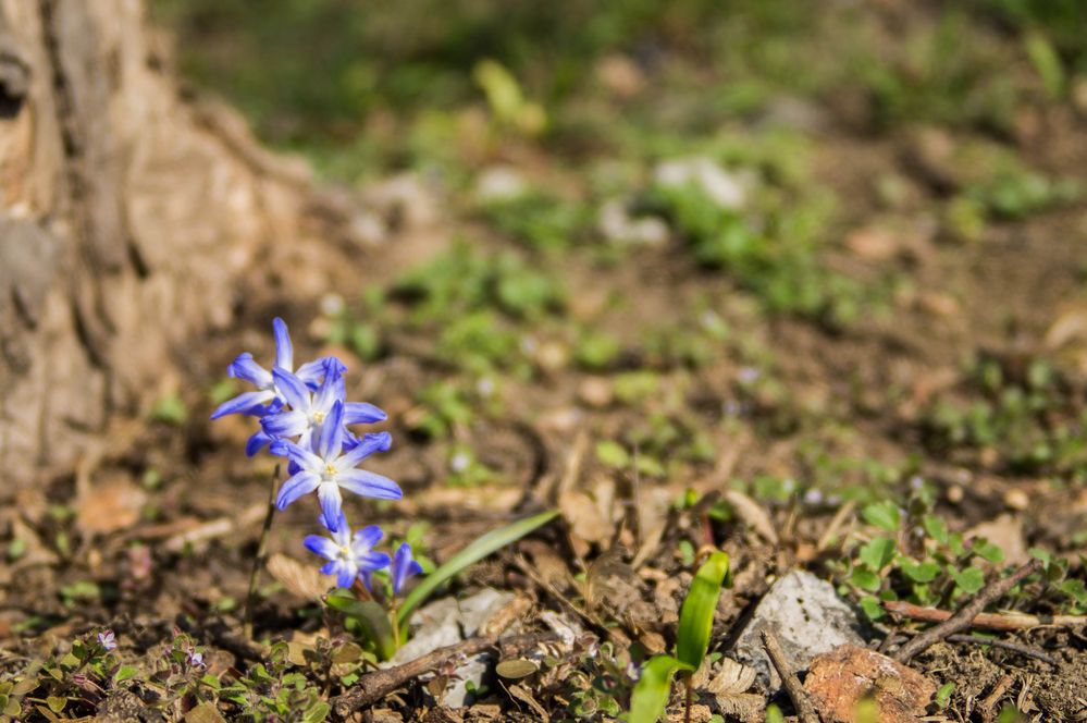 Blue Star by chickenhenne 