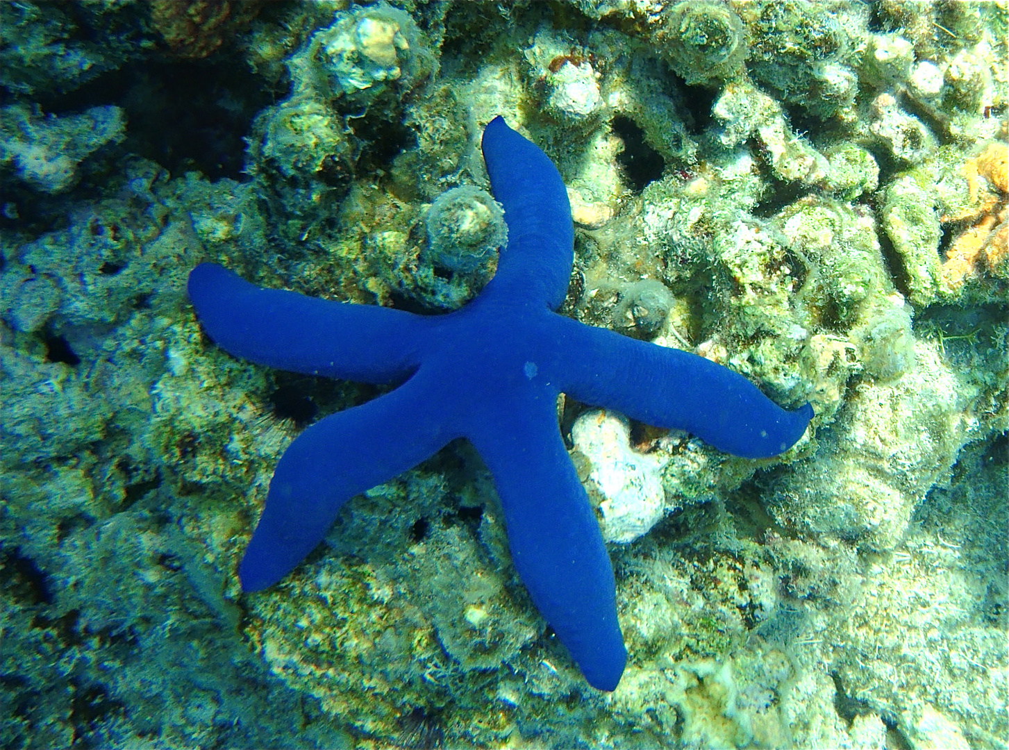 Blue Starfish