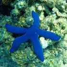 Blue Starfish