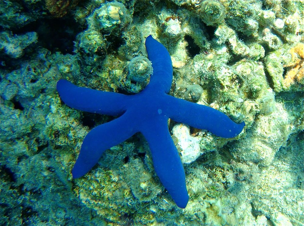 Blue Starfish