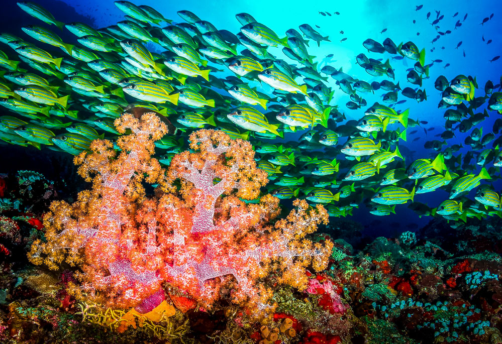 blue striped snappers