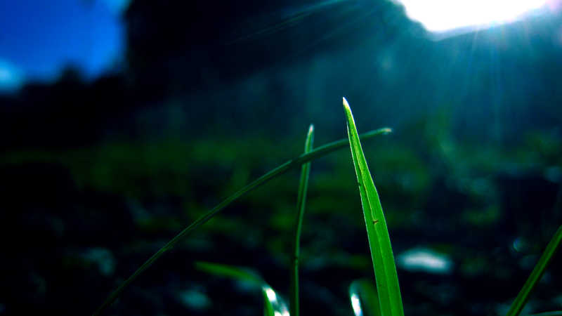 blue sunset on a blade of grass