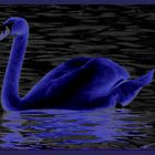 Blue Swan