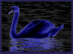 Blue Swan