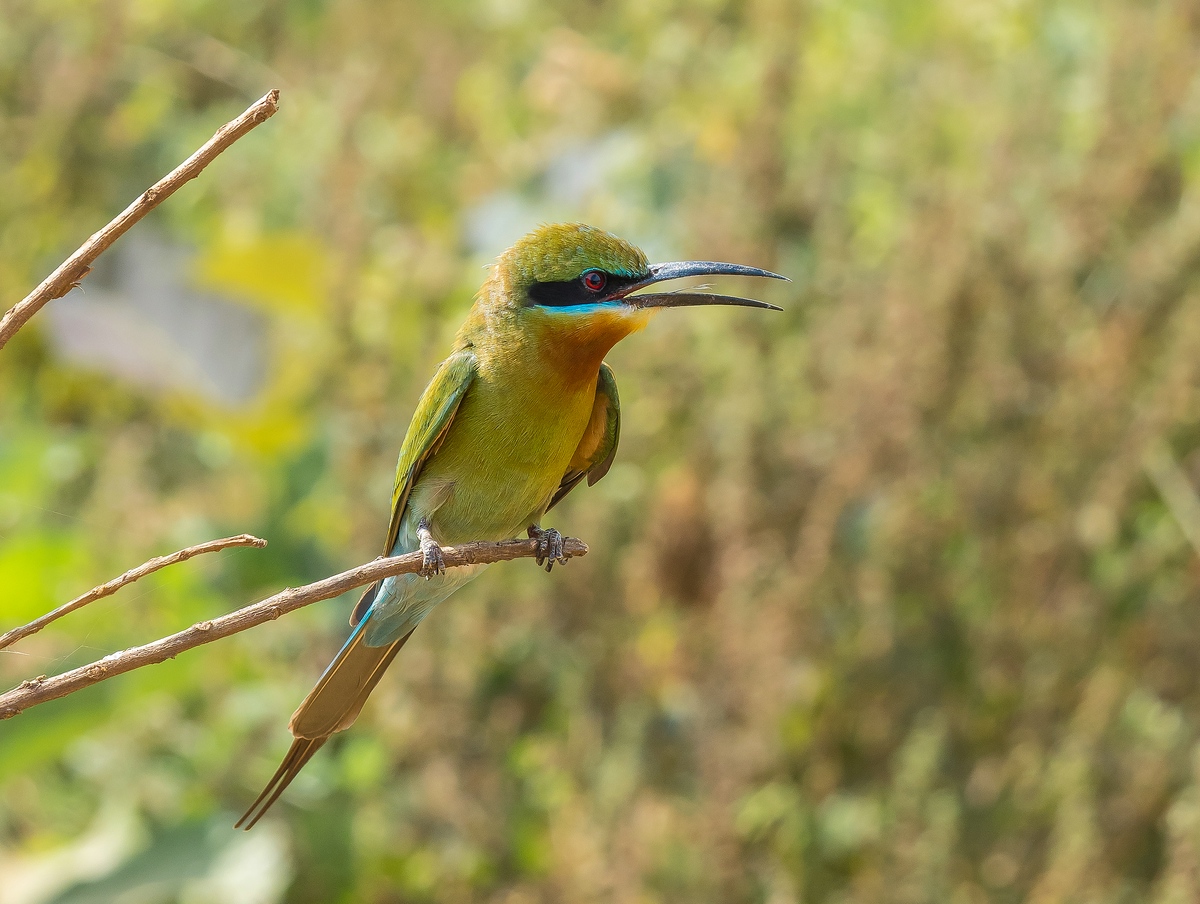 Blue-Tailed Bee Eater - Blauschwanzspint