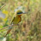 Blue-Tailed Bee Eater - Blauschwanzspint