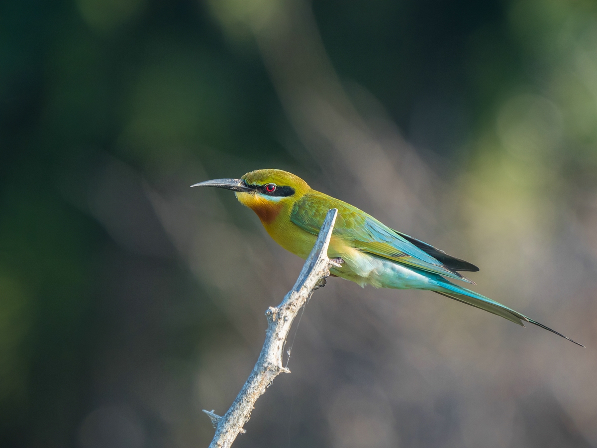 Blue-tailed bee-eater  --- Blauschwanzspint