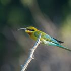 Blue-tailed bee-eater  --- Blauschwanzspint