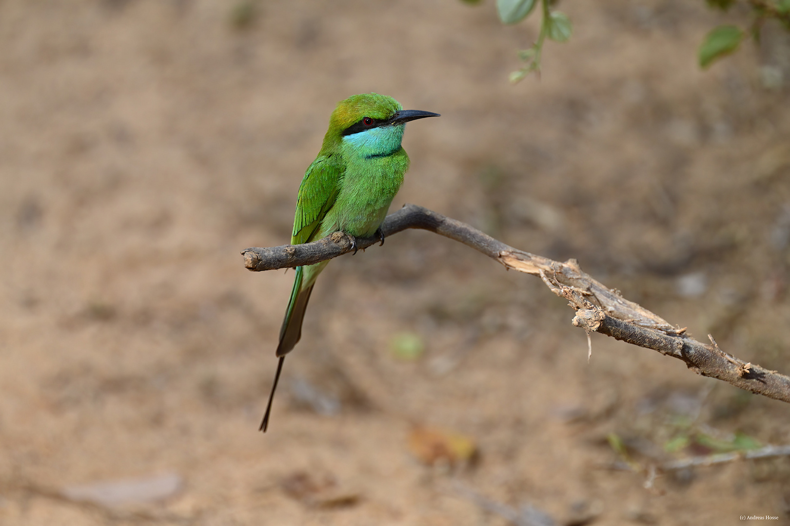 Blue-tailed Bee-Eater