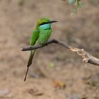 Blue-tailed Bee-Eater