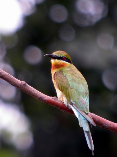 blue-tailed bee-eater