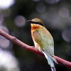 blue-tailed bee-eater