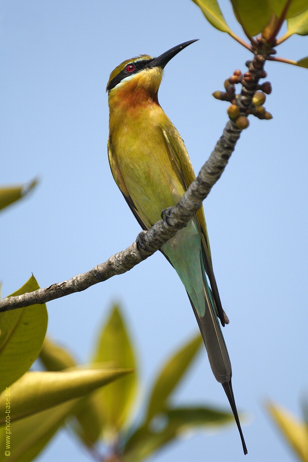 Blue-tailed Bee-eater (Merops philippinus)