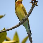 Blue-tailed Bee-eater (Merops philippinus)