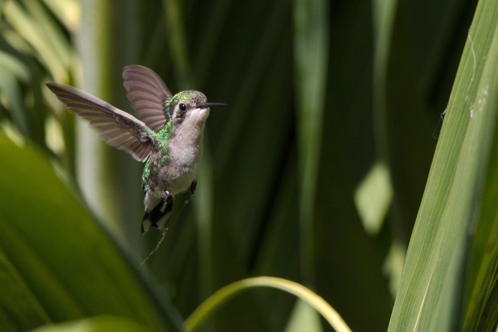 Blue-tailed Emerald