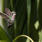 Blue-tailed Emerald